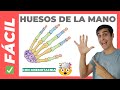 🖐🏼 HUESOS DE LA MANO (Fácil) Anatomía Carpo Metacarpo y Falanges