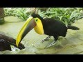 Un toucan tocard (ramphastos ambiguus) se refait le bec au Jaguar Rescue Center au Costa Rica