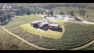 Choui Fong Tea Plantation