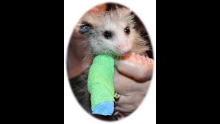 Bella FOOT PROGRESS HD 720p by Ferncroft Rescue 210 views 2 years ago 1 minute, 7 seconds