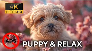 Dog Music🎵Calming Music for Dogs｜Anti Separation anxiety Relief - Dog Video Sleep