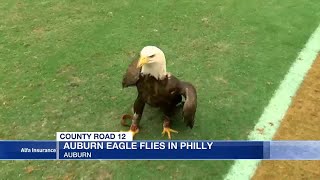 Auburn bald eagle flies at Philadelphia Eagles game