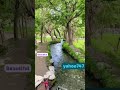 Beautiful scenery of nature in spring.Green trees flowing streams#plants#beautiful#gardening#garden