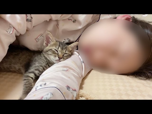 子猫が初めて添い寝をしてくれました！【保護猫】