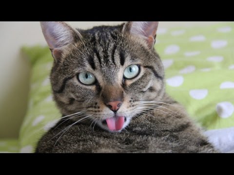 Attention chat dangereux  Shermix 