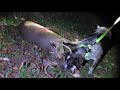 Blue Tick Hound Tracks Downed Deer