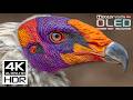 You Must See: Stunning 4K HDR Dolby Vision 120FPS (Perfect for 8K/4K TVs)
