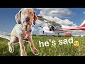 No One Wants This Blind Puppy So I Put Him on a Plane!