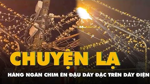 Chuyện lạ: Hàng ngàn chim én chen nhau đậu dày đặc trên dây điện ở Cần Thơ