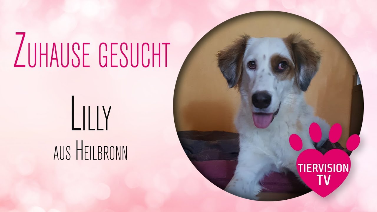 Hundin Lilly Sucht Ein Zuhause Vielleicht Bei Dir Youtube