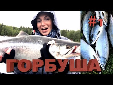 Видео: ГОРБУША на Кольском! ОЧЕНЬ успешная рыбалка на горбушу! #1
