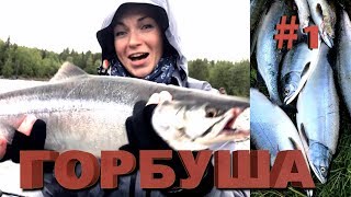 видео: ГОРБУША на Кольском! ОЧЕНЬ успешная рыбалка на горбушу! #1 картинка: ГОРБУША на Кольском! ОЧЕНЬ успешная рыбалка на горбушу! #1