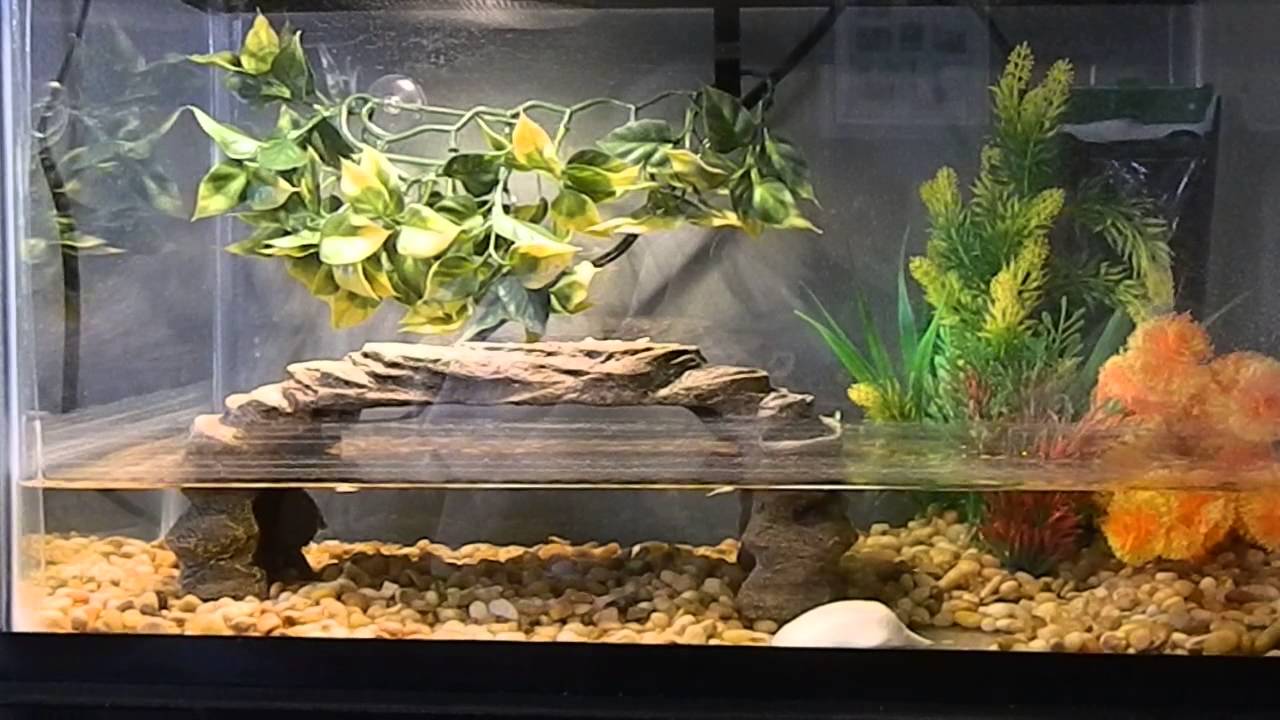 Turtle Tank 10 gallon *update* - YouTube