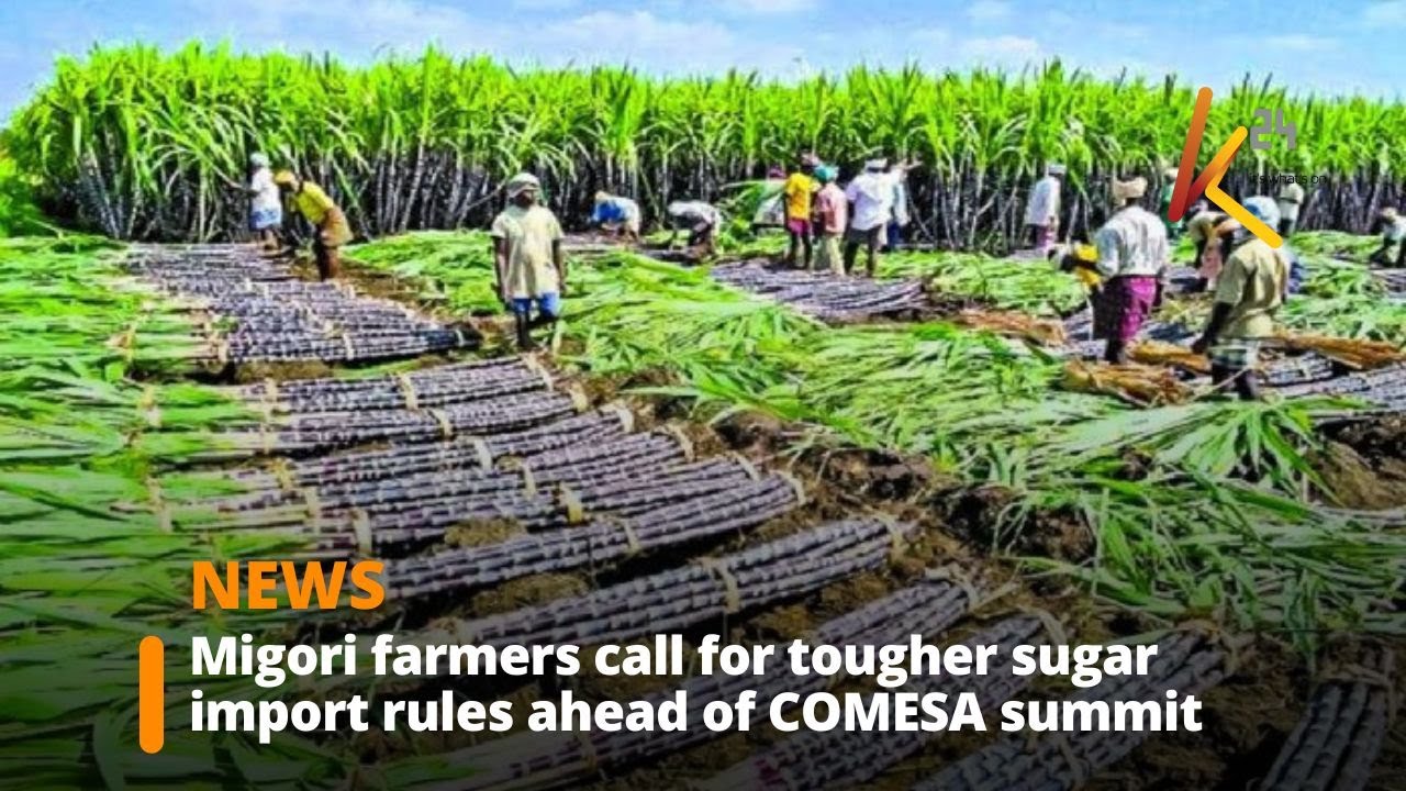 Фермеры Мигори, выращивающие сахарный тростник, требуют ужесточения контроля импорта в преддверии...