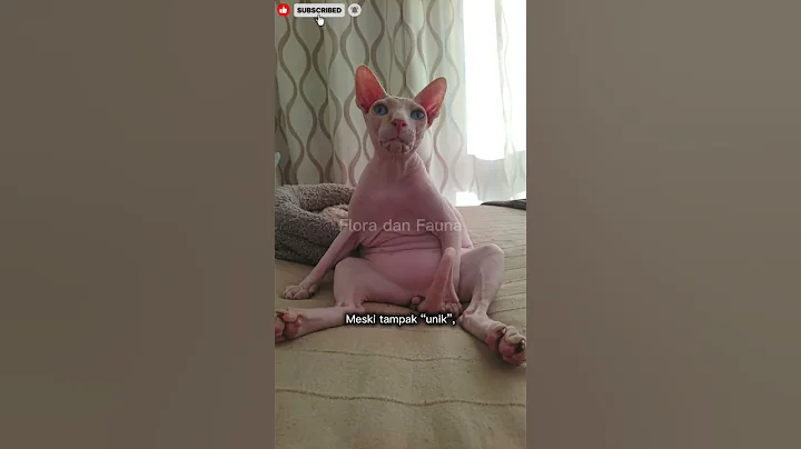 Video 10929921: kucing sphynx, cat
