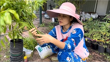 Làm vườn tại Úc :Cách giâm cành cóc thành công 100/100 đơn giản