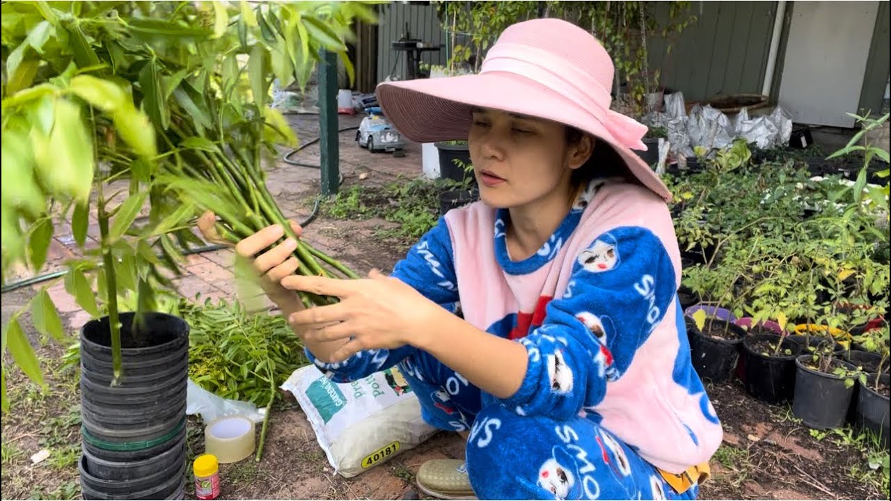 Làm vườn tại Úc :Cách giâm cành cóc thành công 100/100 đơn giản