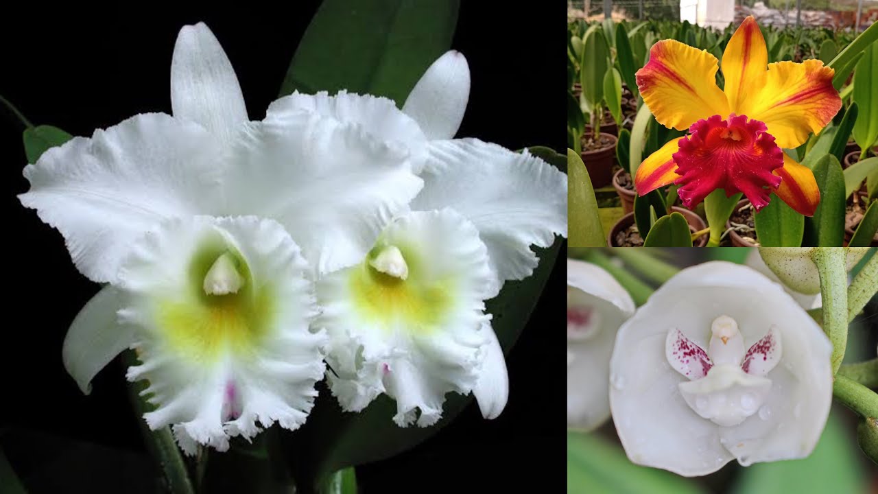 Hoje tem belas orquídeas cataleyas, Peristeria Elata e muito mais 