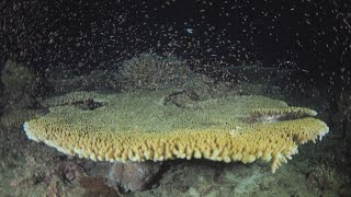 奄美の海、ピンクに染まる サンゴが一斉産卵