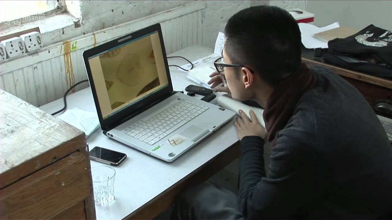 museums in london A modern response to the John Reeves collection | Natural History Museum