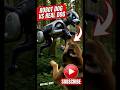 AI Robotic Puppy vs Real Dog 🐶 #alightmotion #AIPuppy #RobotDog #viral