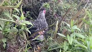 Gallina con Pollitos en lo mas Alto de la ciudad