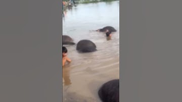 Mưa bão chết trâu do ngạt nước