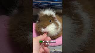 Guinea Pig Bedding Hacks: Save Big!