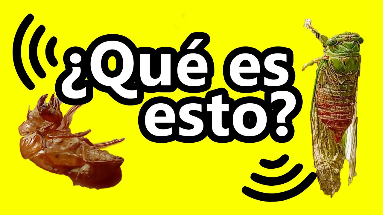 ▶ ¿Qué es ese sonido? El misterio de los cafetales de Costa Rica