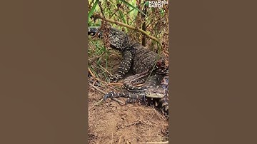 Python Vs Monitor Lizard