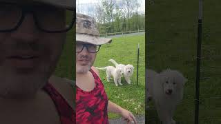 Say Hello....We Have Alpacas