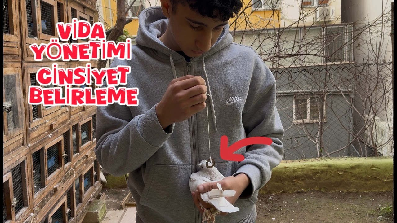 GÜVERCİN CİNSİYET BELİRLEME YÜZDE YÜZ DOĞRU SONUÇ ( DENEDİK SONU HÜSRAN  )