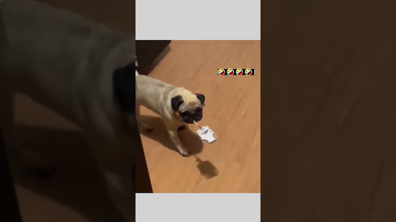 Hysterical Voice-Overs You Can’t Miss! 😂 