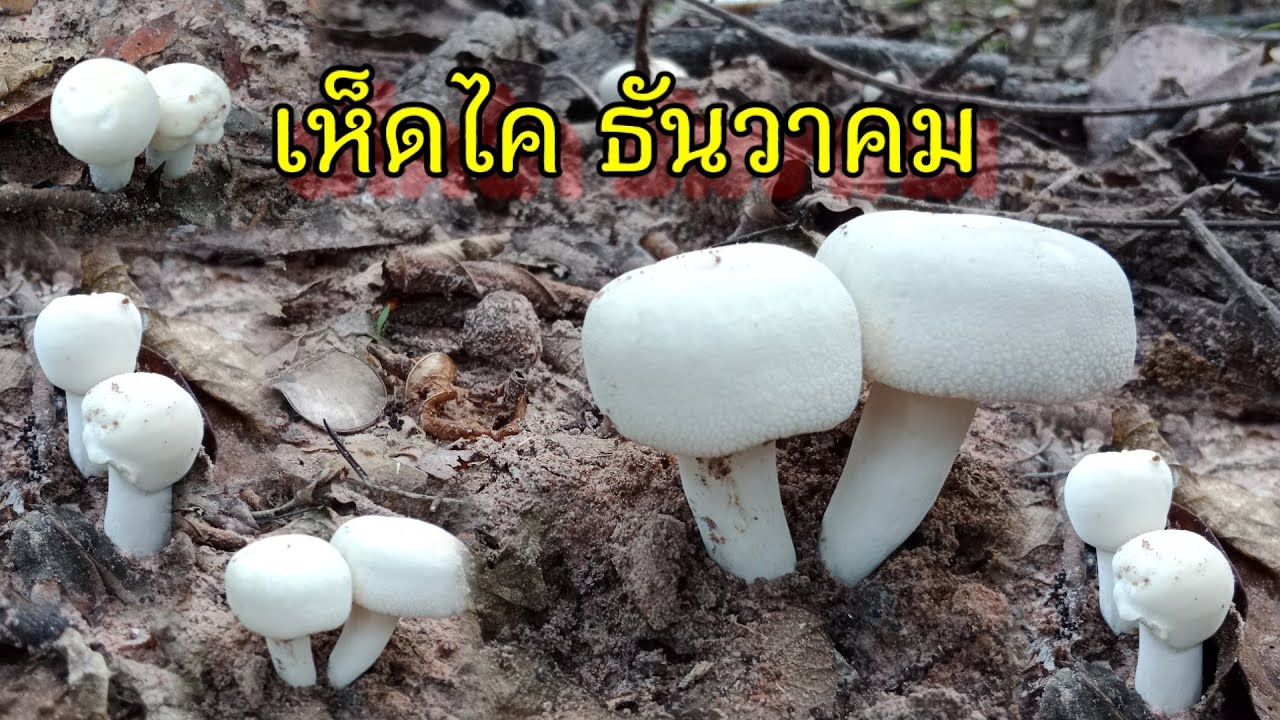 เก็บเห็ดไคเดือนธันวา ได้หลายเติบ @พาจออูลาวหล่ม