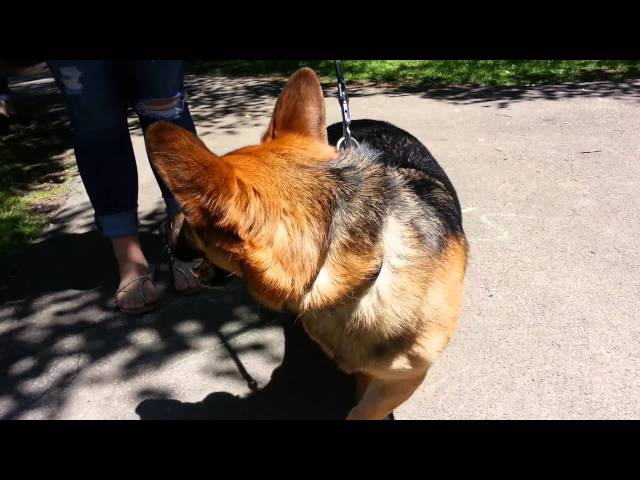 The Pros and Cons of Owning a Corgi German Shepherd Mix 3 sddefault