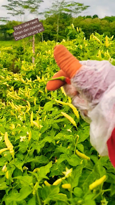 #panen #caberawitori212 #petik#aman#sarungjari #fypシ゚viral #gardening #villagelife #pensiunan