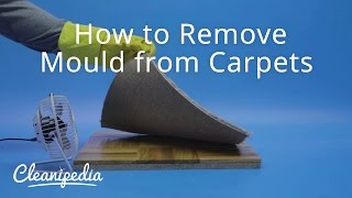 How to Remove Mould from Carpets