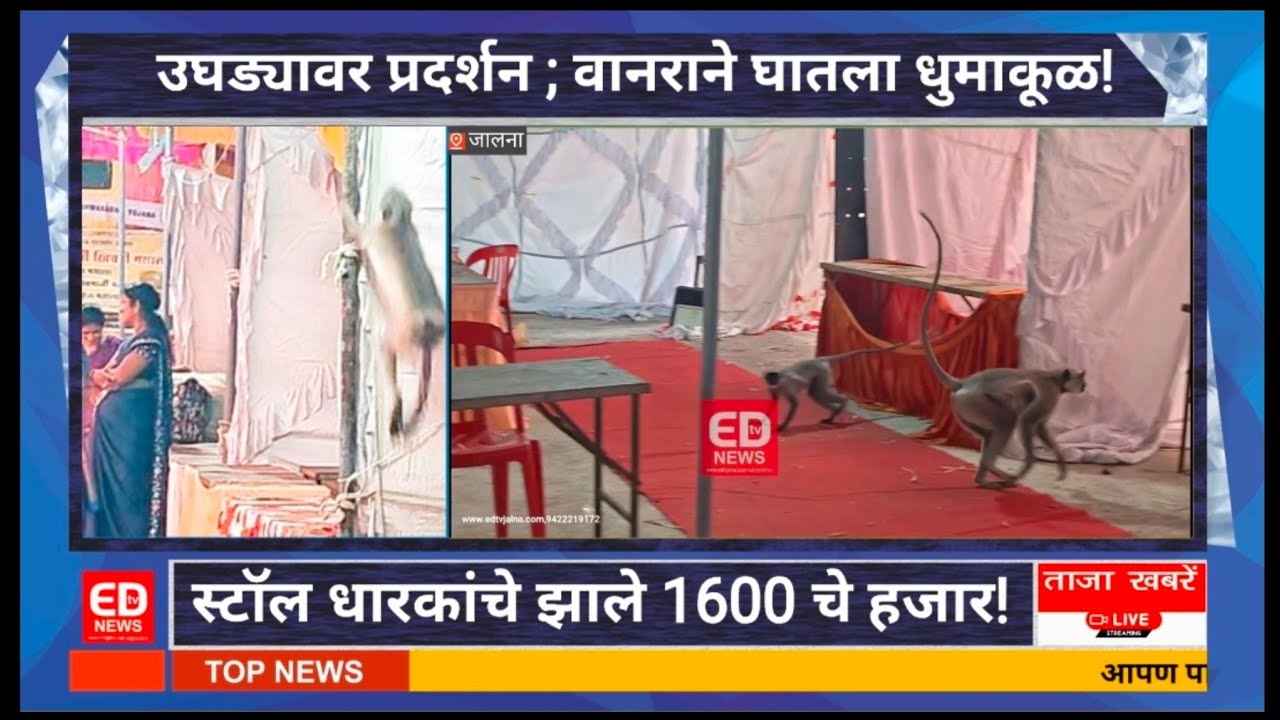 वानराचा धुमाकूळ!नियोजनाचा फज्जा! 1600शे चे झाले हजार!#jalna #news #MSME #live  #crime #viral video 