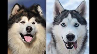 Differences between the Alaska malamute and the Siberian husky