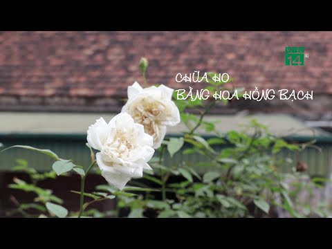 Video Chữa Ho bằng Hoa Hồng Bạch| VTC14 - youtube