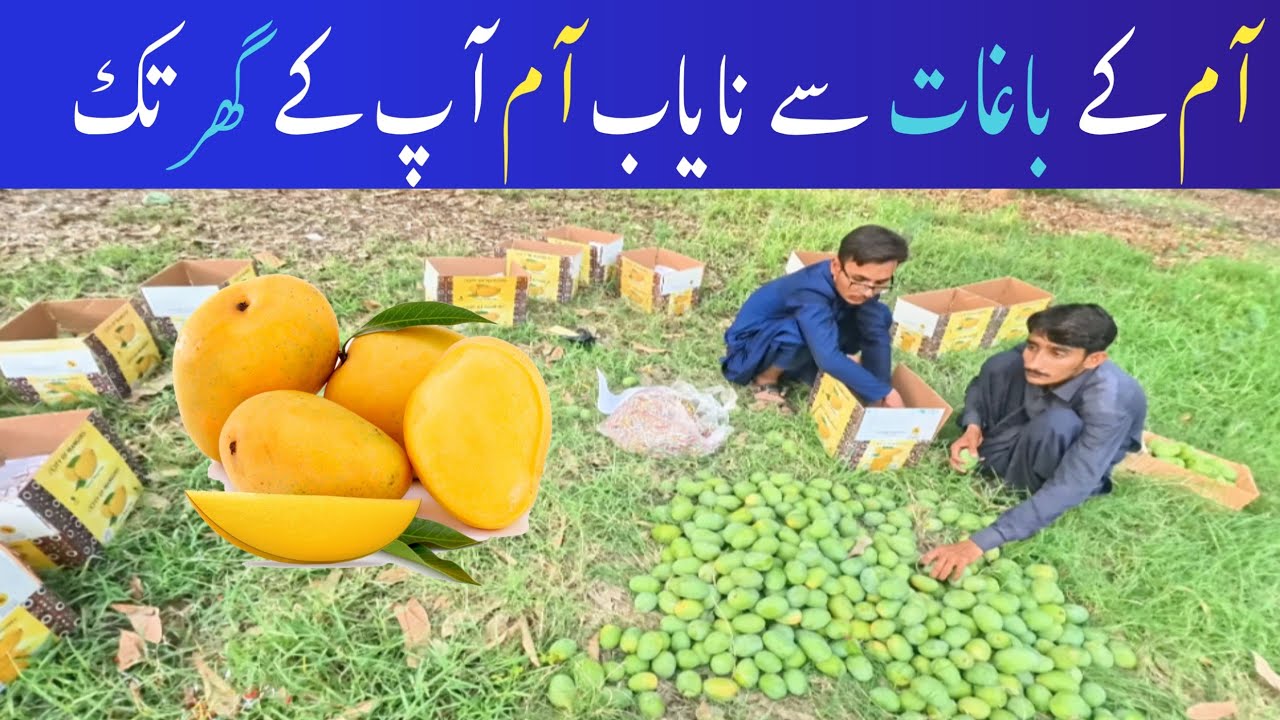 Anwar Ratol Mango Packing | Helping the Needy | Mango Season 2025 - YouTube