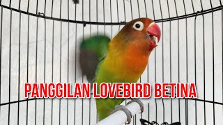 PANGGILAN MAUT LOVEBIRD BETINA