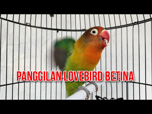 PANGGILAN MAUT LOVEBIRD BETINA class=