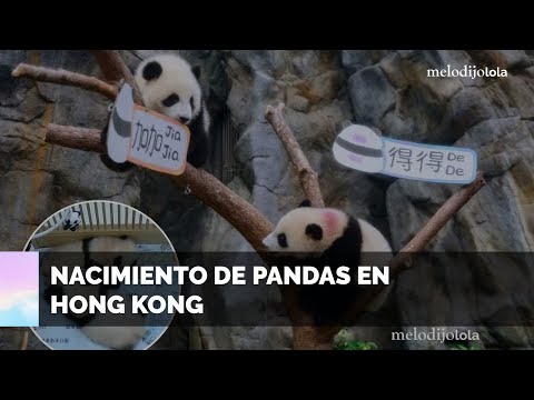 El nacimiento de Jia Jia y De De: un evento que conmueve a Hong Kong | melodijolola