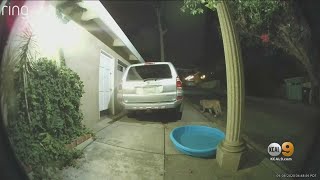 Famous Mountain Lion P-22 Spotted Wandering Beachwood Canyon Neighborhood
