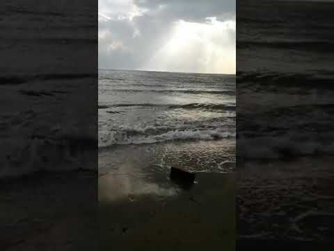 كائن غريب يسقط في بحر الشقيق ظاهره غريبه عجيبه