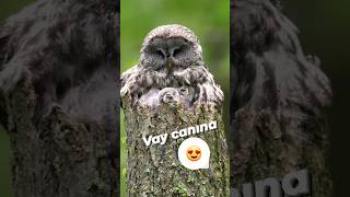 Baykuşana🦉 Resimi