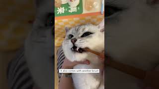 How To Brush Your Cats Teeth