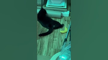 Cosmo kitty plays with his new catnip toy