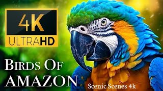 Birds of Amazon 4K - Birds That Call The Jungle Home | Scenic Relaxation Film